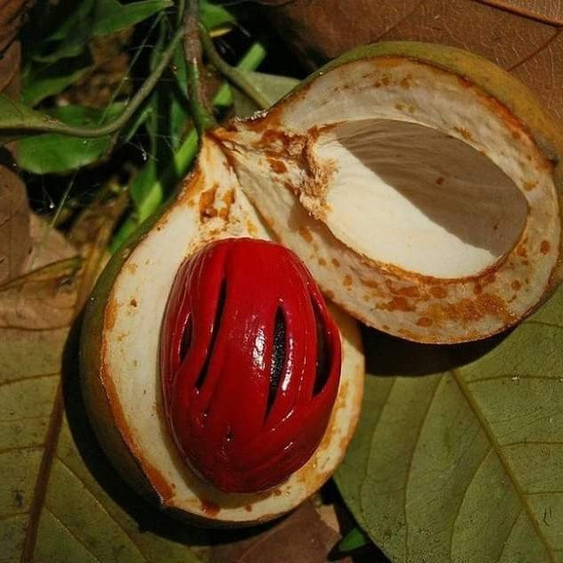 Jalado Taxi & Local Tours-桑给巴尔岛必去景点