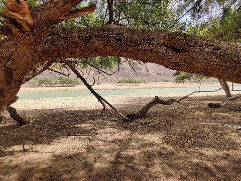 DhoIT - Dhofar International Tourism-塞拉莱必去景点