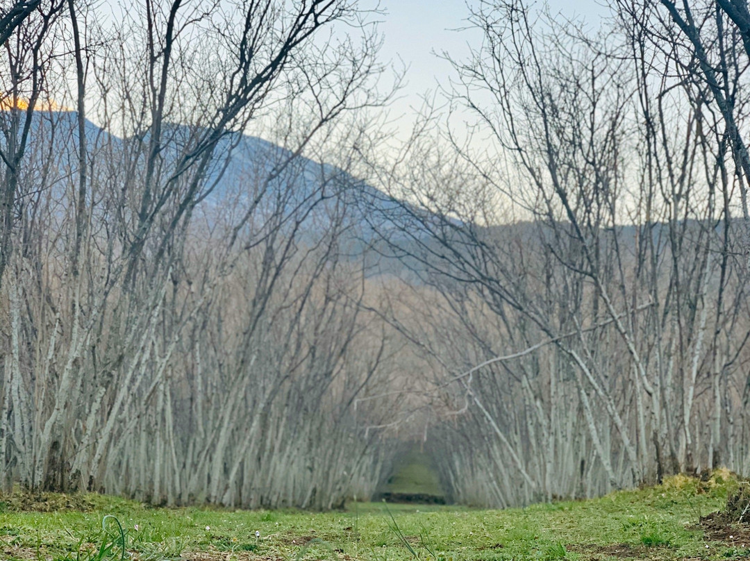 Agriturismo Feudo Magazzeni主图