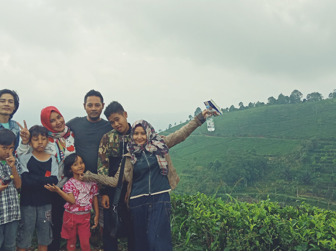 Cipasung Tea Plantation-Majalengka必去景点