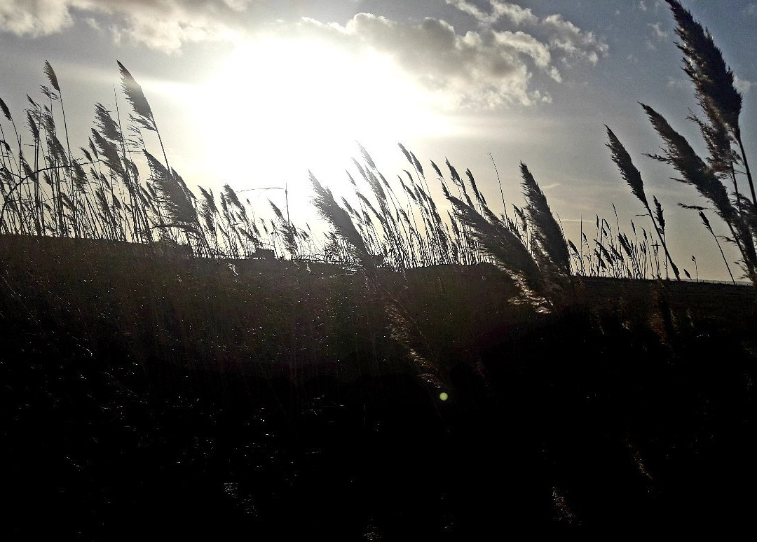 Reserve Naturelle du Marais d'Yves-Yves必去景点