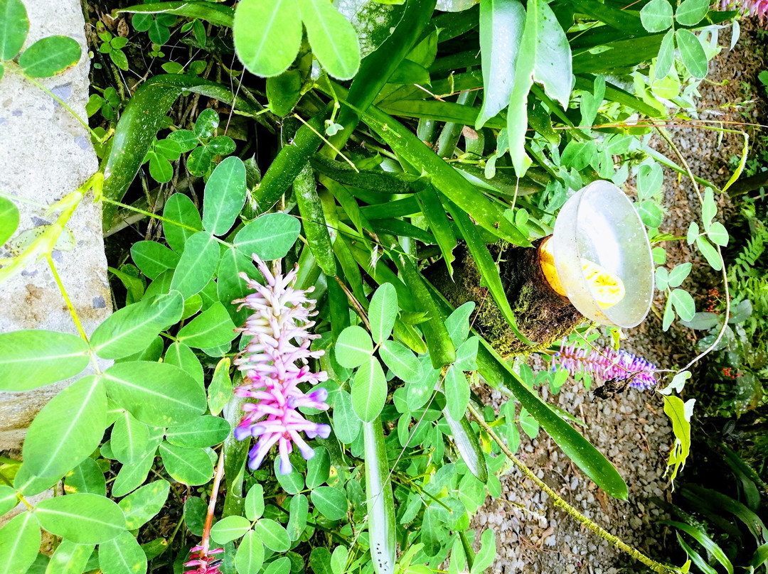 Amaranta Mariposario-佩雷拉必去景点
