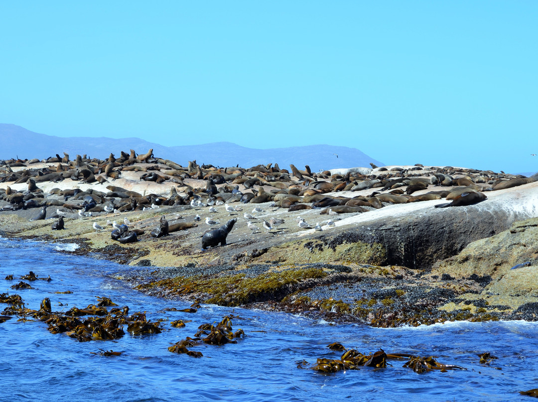 Seal Island-西开普必去景点