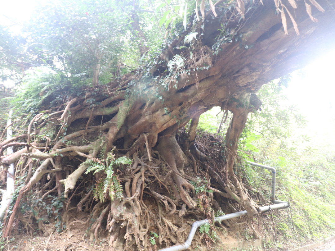 Arch of the Banyan Tree景点图片