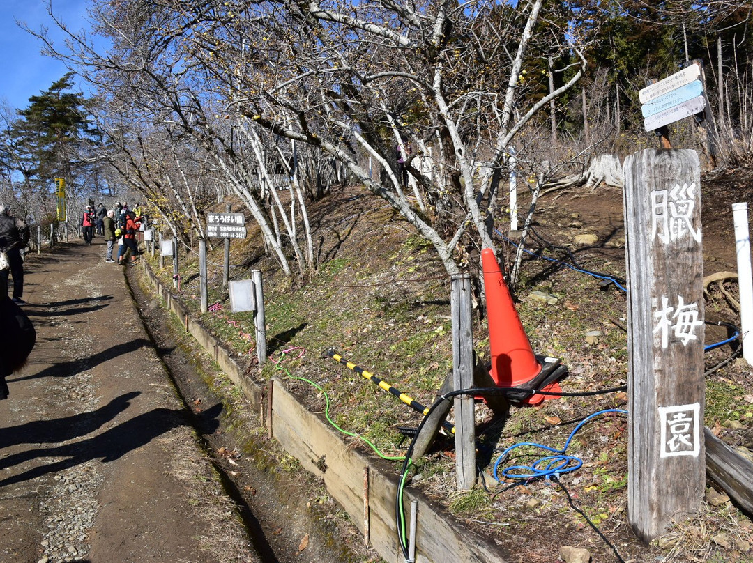 Hodosan Pulm Garden-长瀞町必去景点