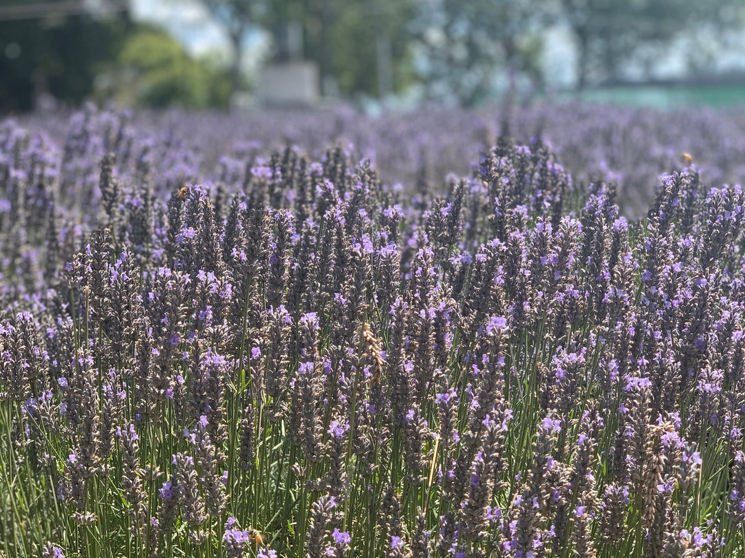 Lavender Backyard Garden-汉密尔顿必去景点