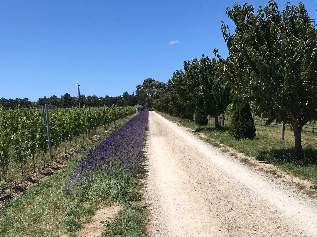 Cambridge Road Vineyard & Cellar Door景点图片