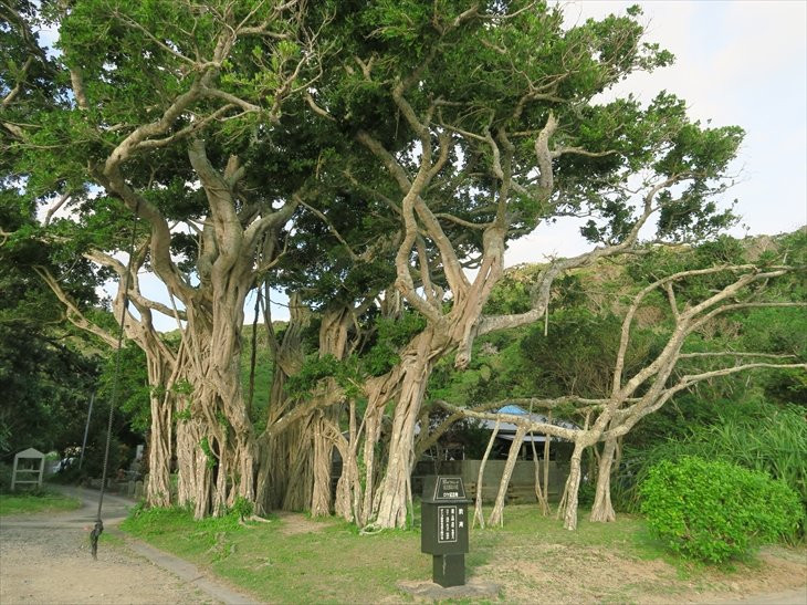 Osai no Gajumaru景点图片