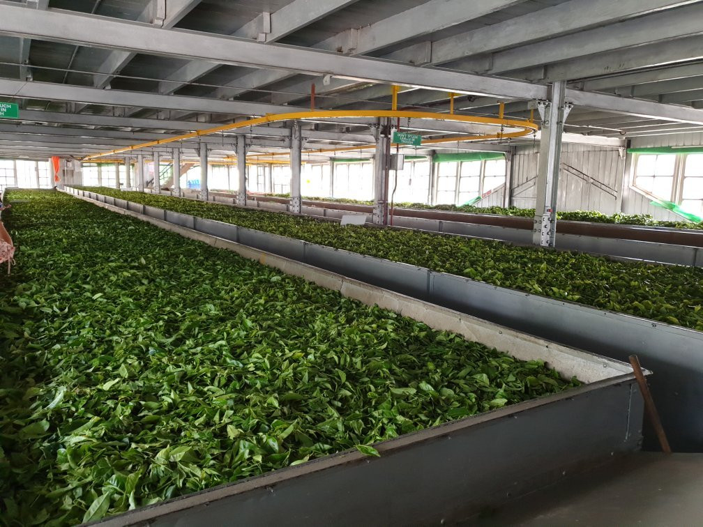 麦克伍兹茶工场-奴娃拉伊利雅必去景点