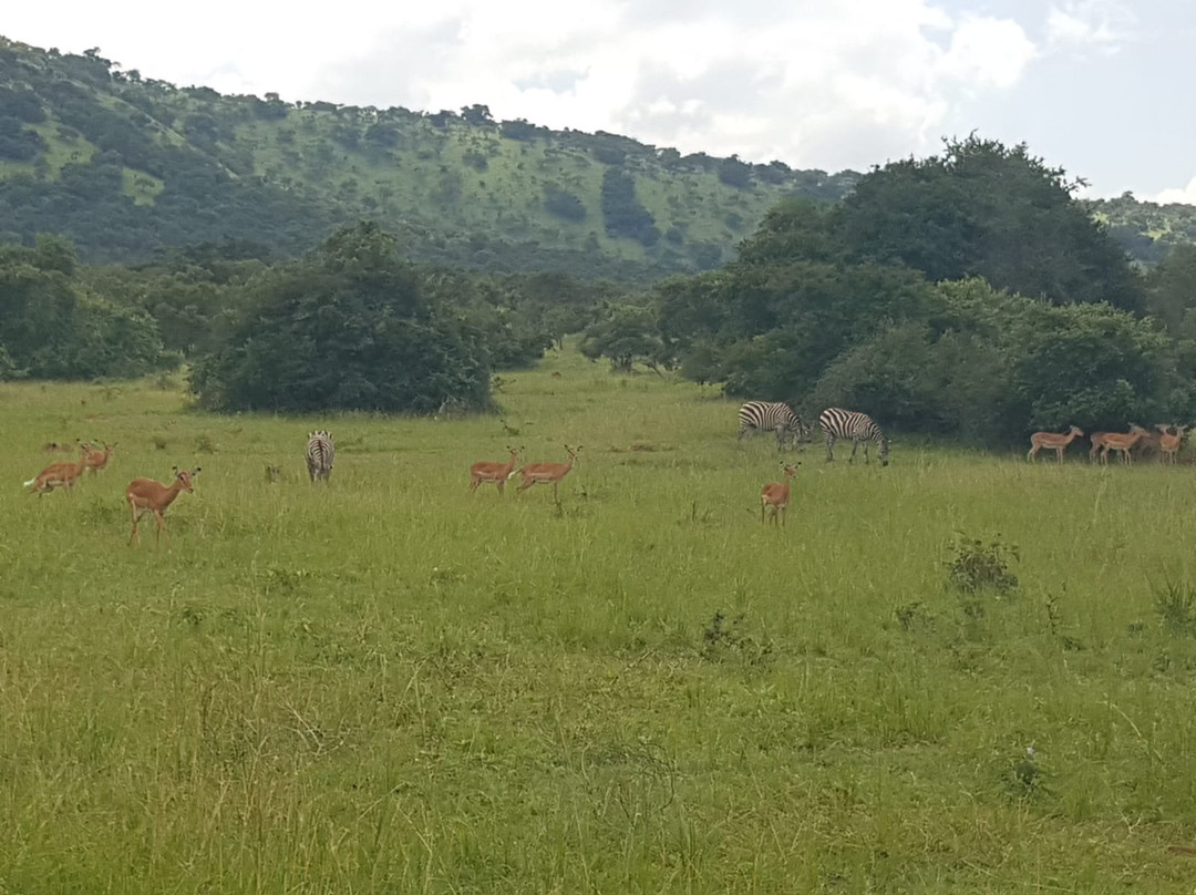 A Step Into Nature Tours-吉佳利必去景点