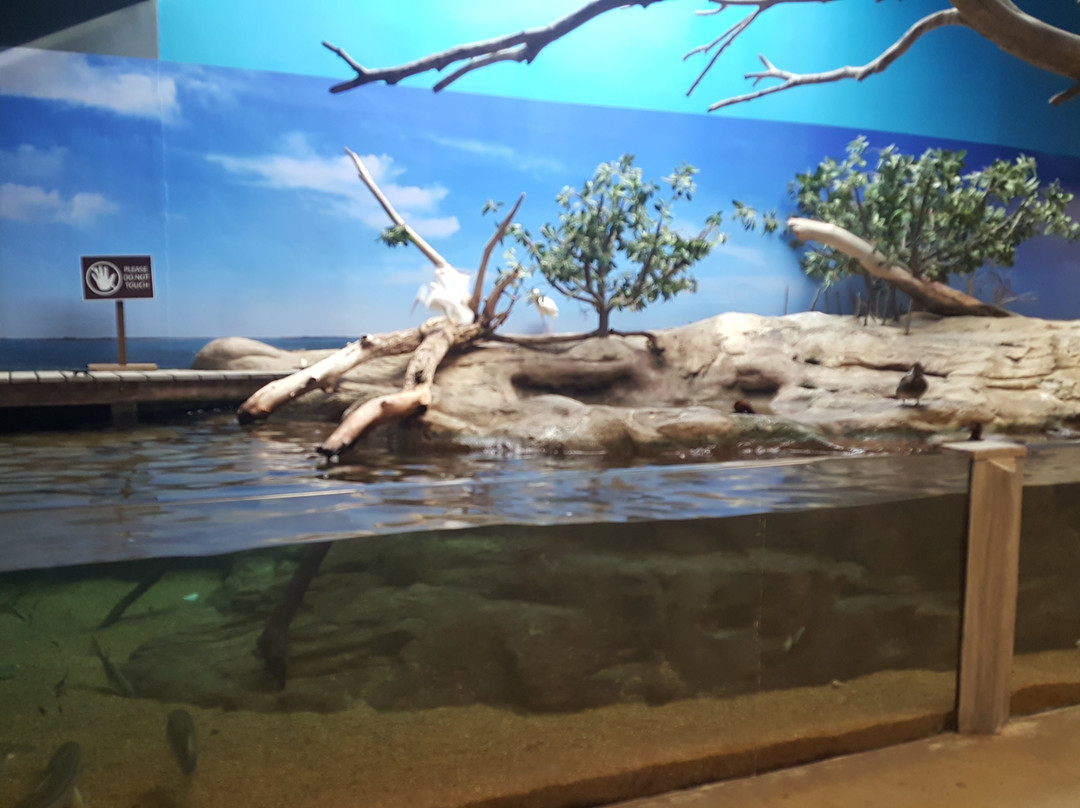 Texas State Aquarium景点图片