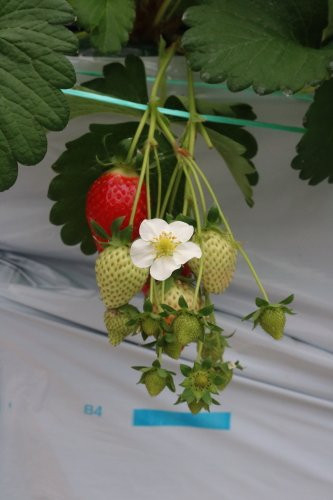 Strawberrieno Shimoda-日进市必去景点