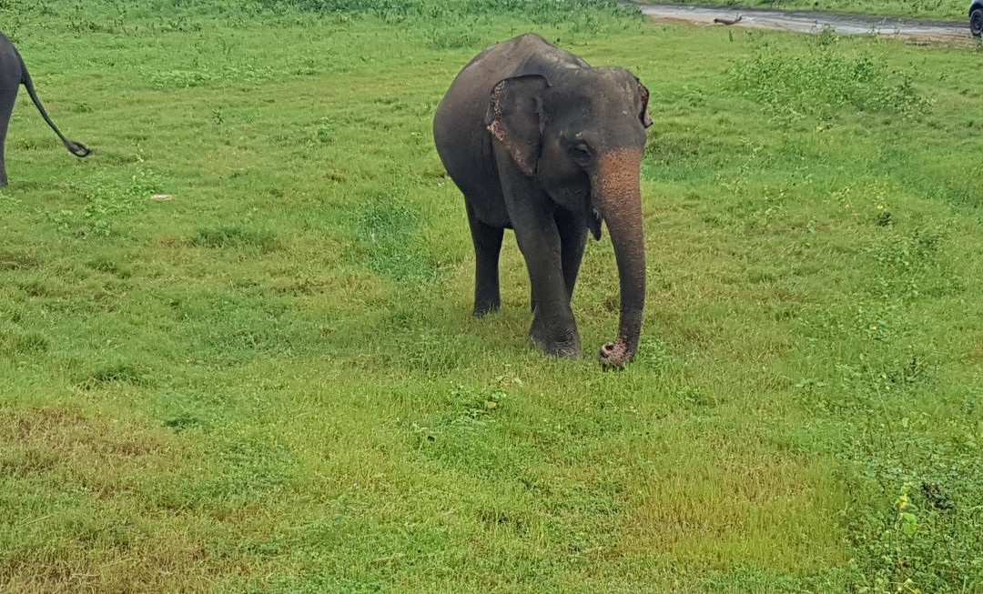 Minneriya National Park Elephant Watching Jeep Safari-哈巴拉娜必去景点