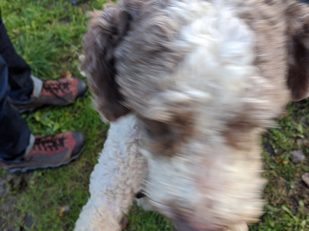 Toscana Tartufi - Truffle Hunting-圣米尼亚托必去景点