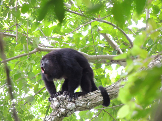 Costa Rica Caribe Tours-利蒙港必去景点