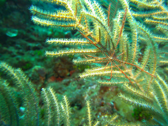Wall to Wall Diving-七哩滩必去景点