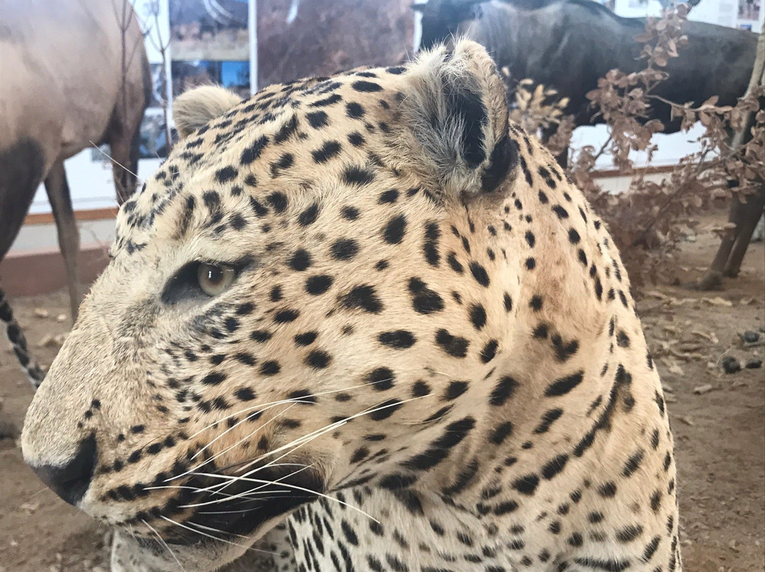 Africat-奥奇瓦龙戈必去景点