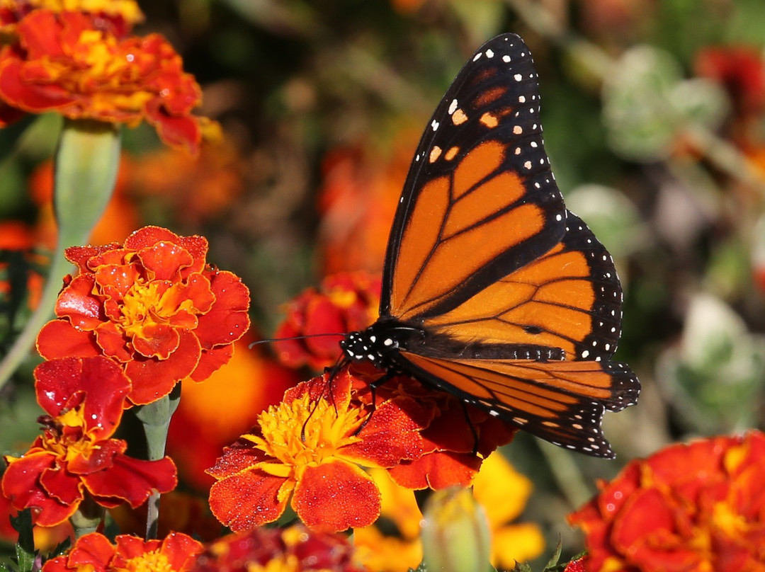 Kingsbay Mansion主图