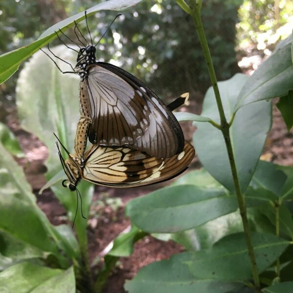 Zanzibar Butterfly Centre-桑给巴尔岛必去景点