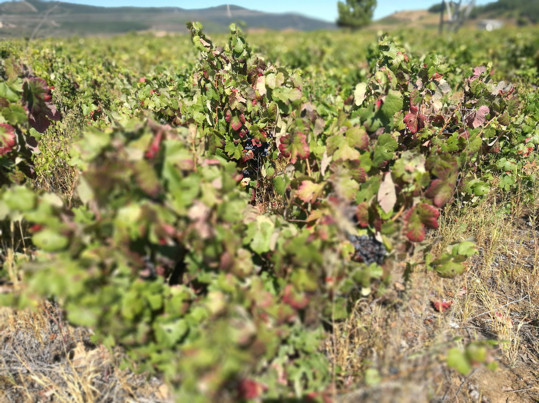 Vinas Del Bierzo-Camponaraya必去景点