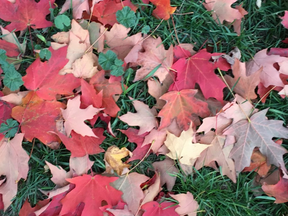 Mendon Ponds Park-Pittsford必去景点