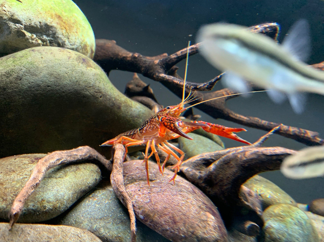 Glen Echo Park Aquarium