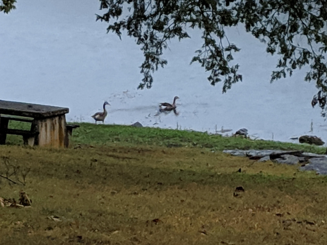 Lake Leatherwood景点图片