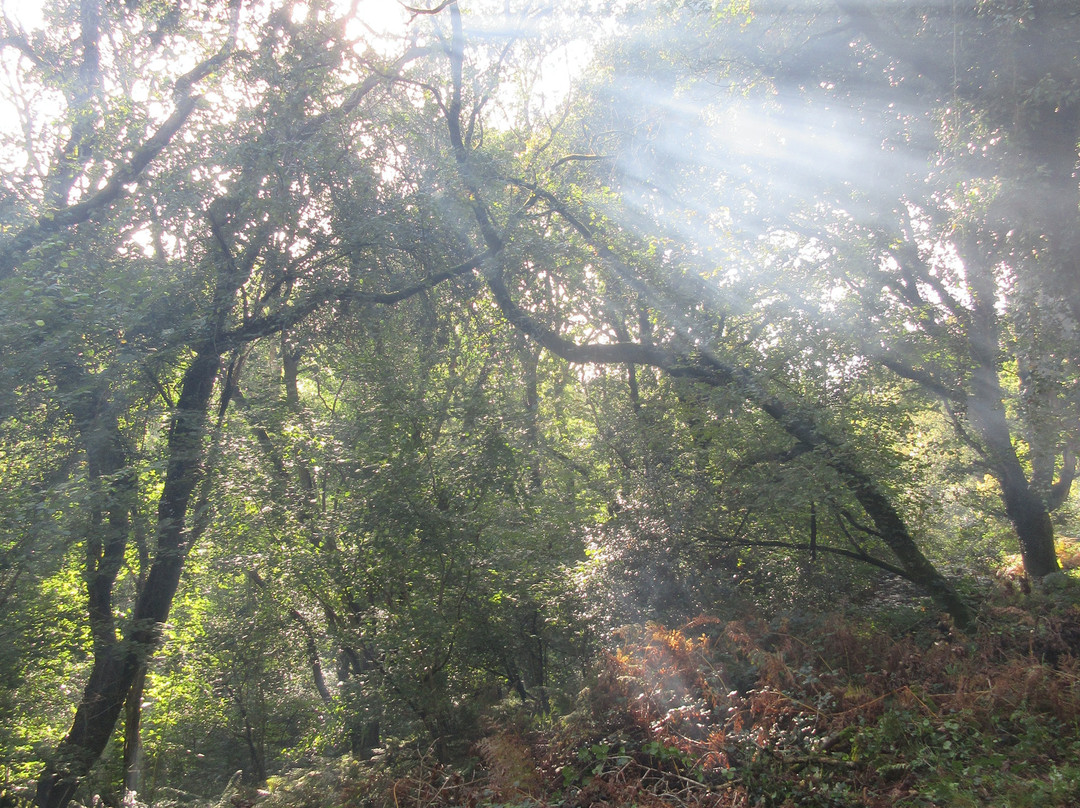 Holyford Woods Local Nature Reserve-Colyford必去景点