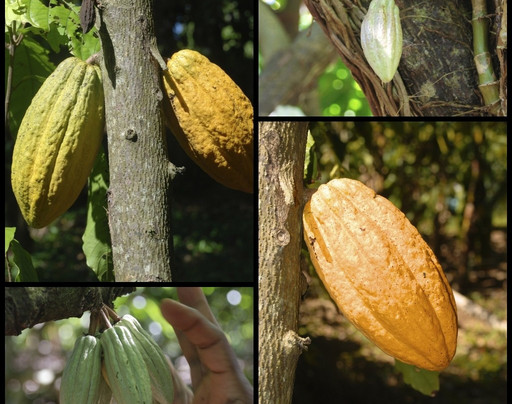 The Private Chocolate Tour