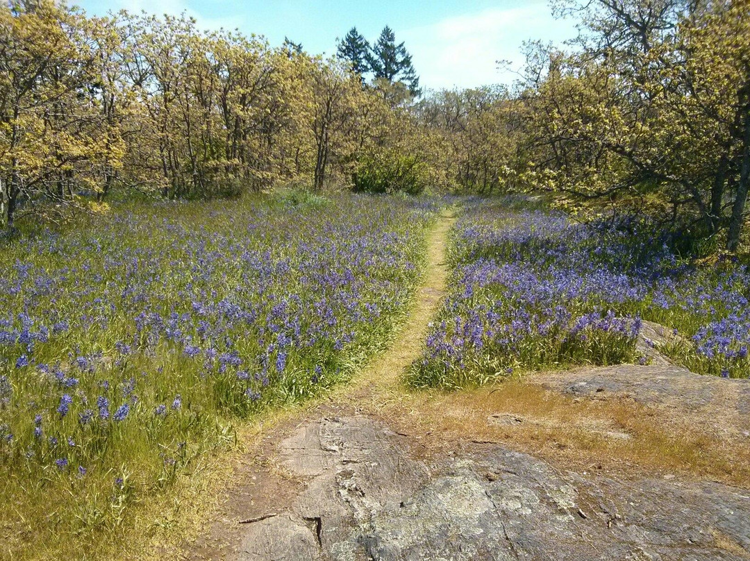 Mount Tolmie Park景点图片