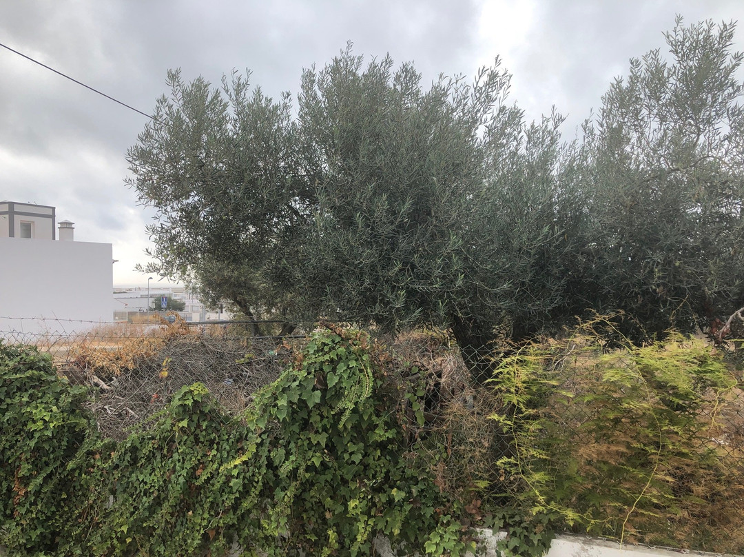 White Bride FZ主图