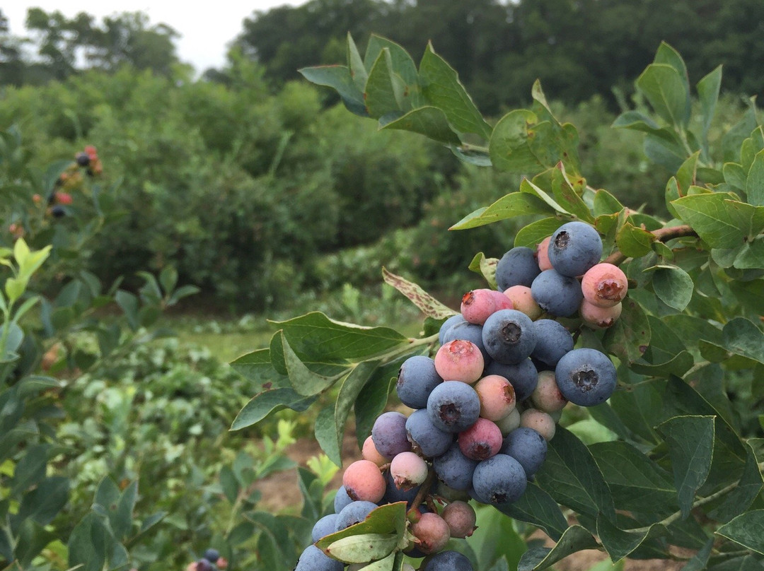 Carter Blueberry Farm景点图片