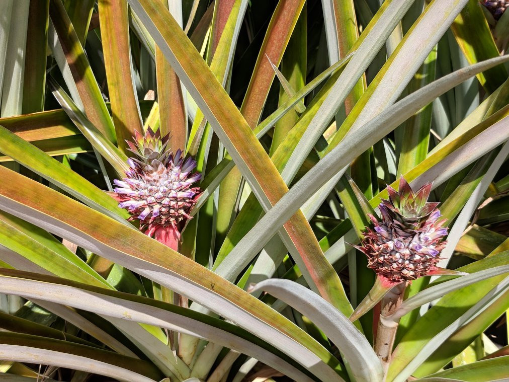 Sugarloaf Pineapple Farm