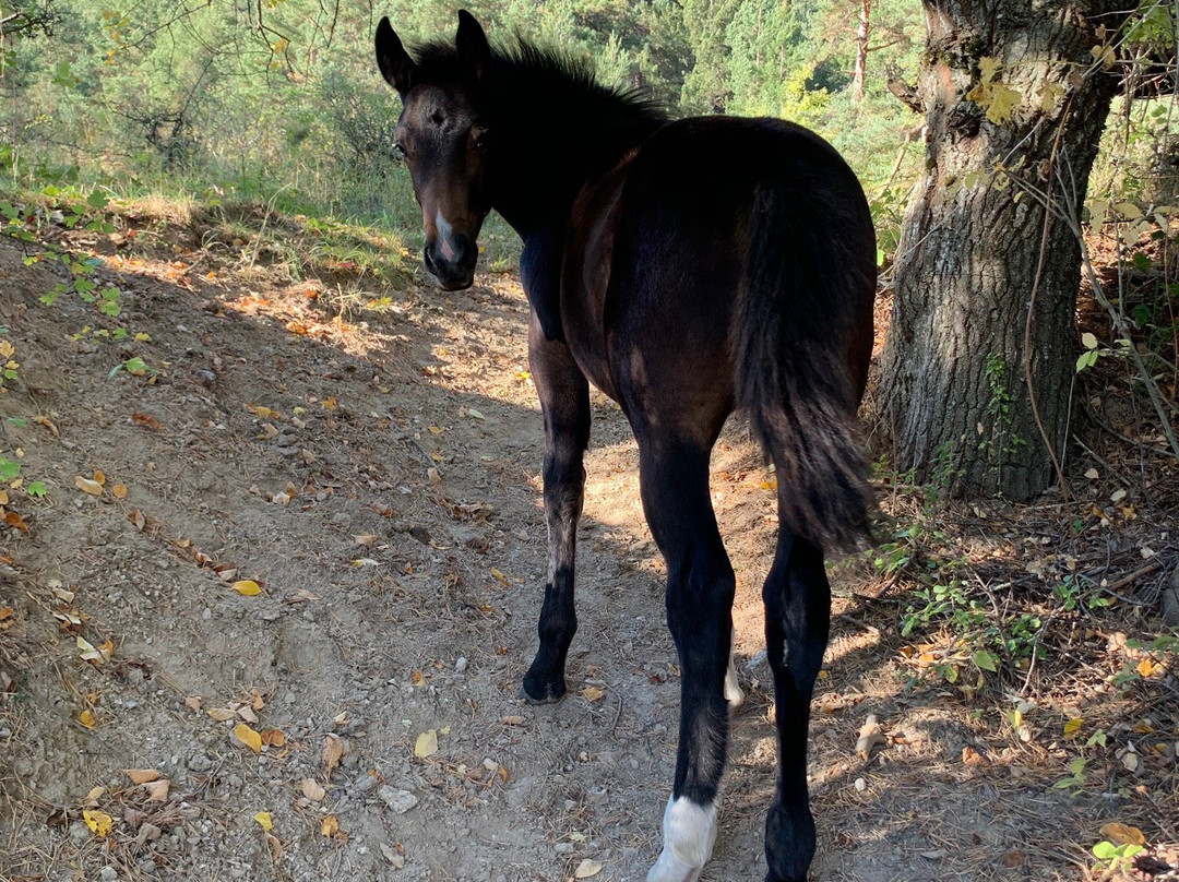 Rusaliite Adventure House主图