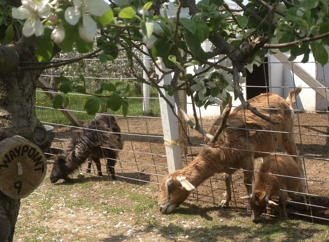 Apple Holler Family Farm景点图片