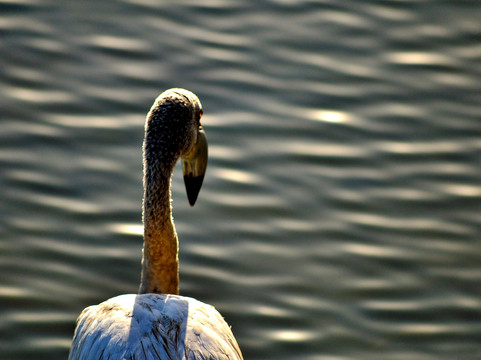 Dohat Arad Lagoon-穆哈瑞克必去景点