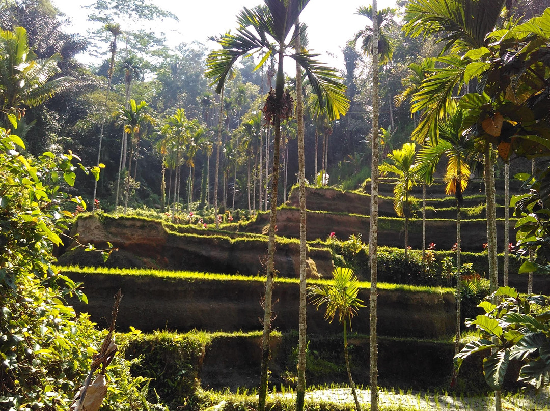 Trekking Travel in bali-Songan必去景点
