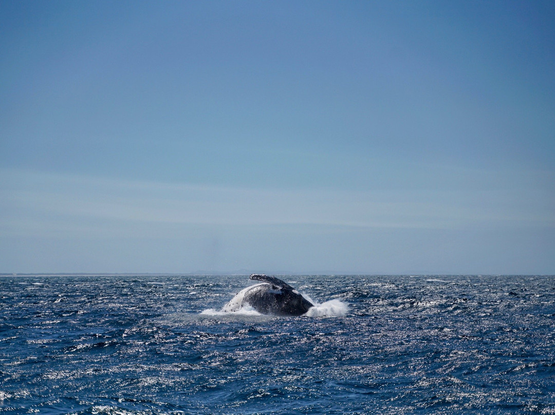 鲸鱼在天堂——黄金海岸赏鲸公司景点图片