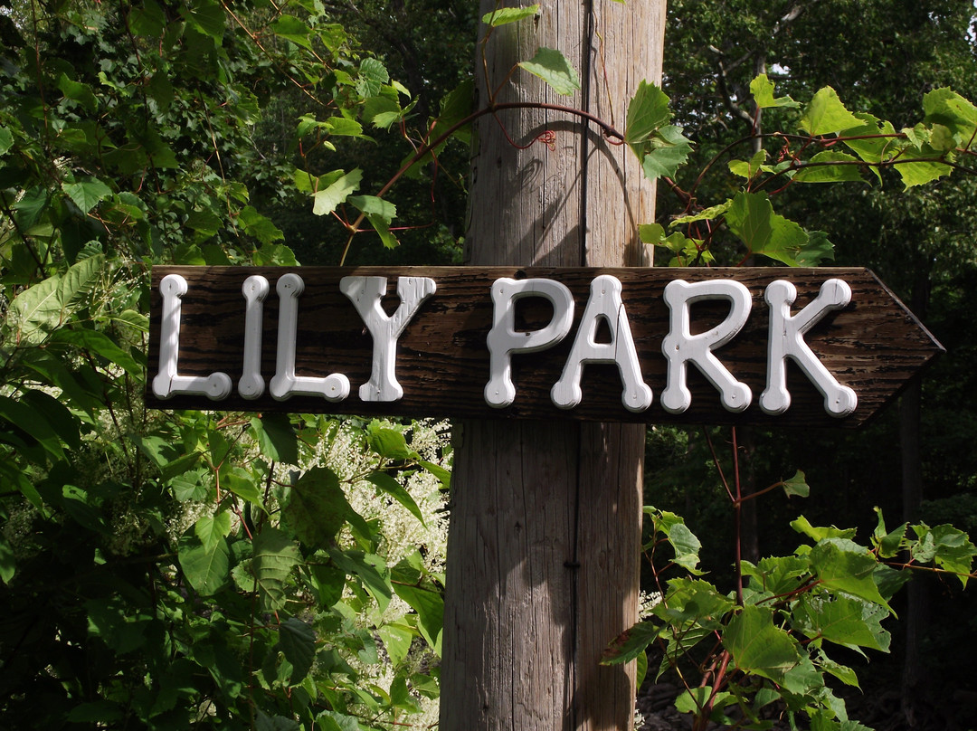 Lily Park景点图片