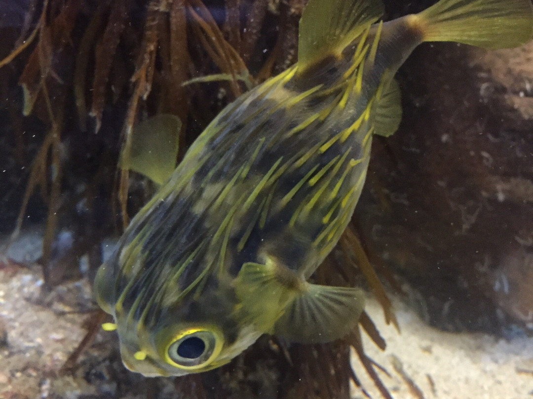 Marine and Freshwater Discovery Centre-皇后崖必去景点