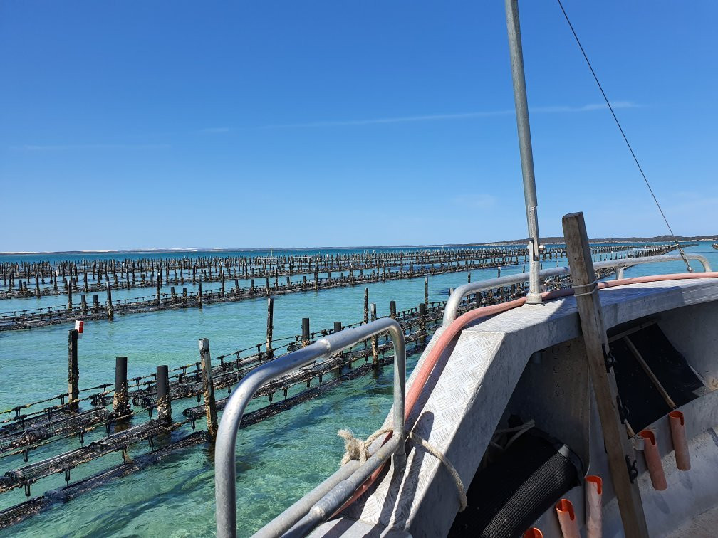 Oyster Farm Tours景点图片