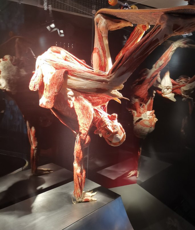 KORPERWELTEN Museum – Anatomie des Glücks景点图片