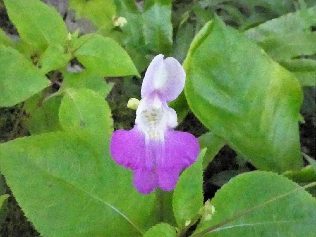 Yuzawa Highland Alpine Garden景点图片