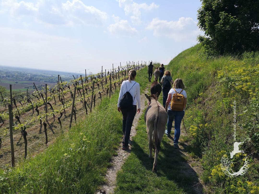 Esel Und Wald-Hemsbach必去景点