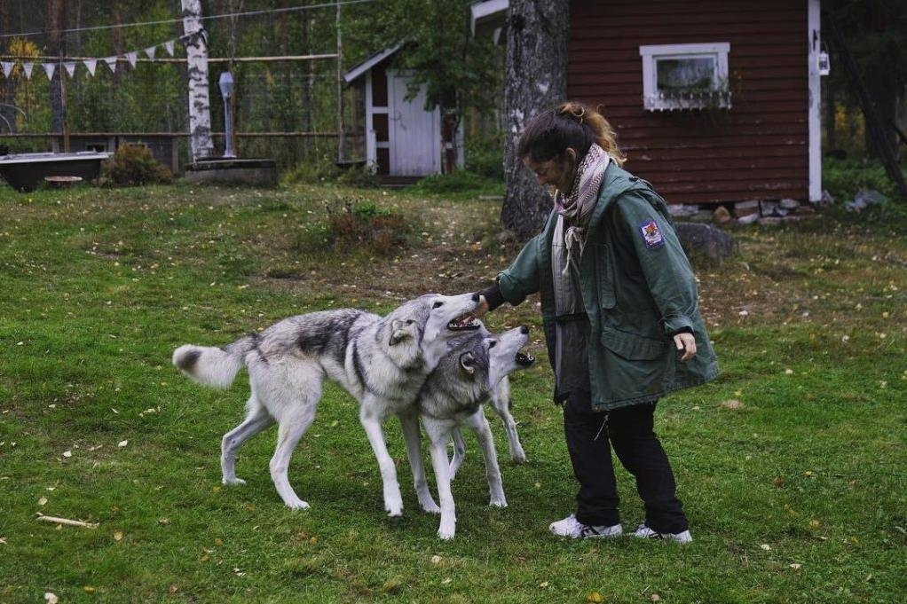 Arctic Wolfland Sanctuary景点图片