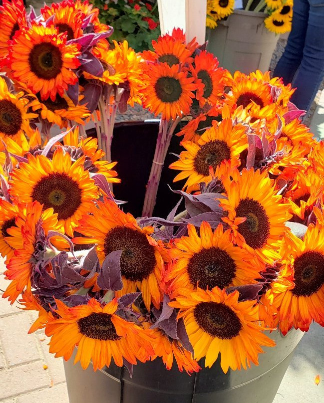 Longmont Farmers' Market-朗蒙特必去景点