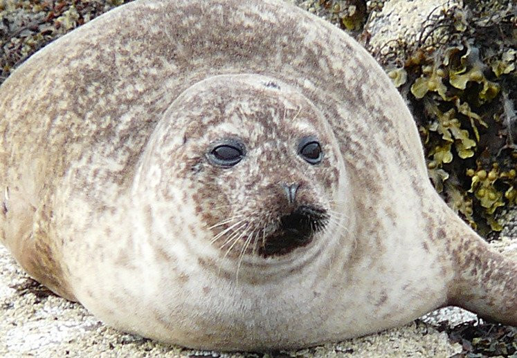 Calum's Seal Trips景点图片