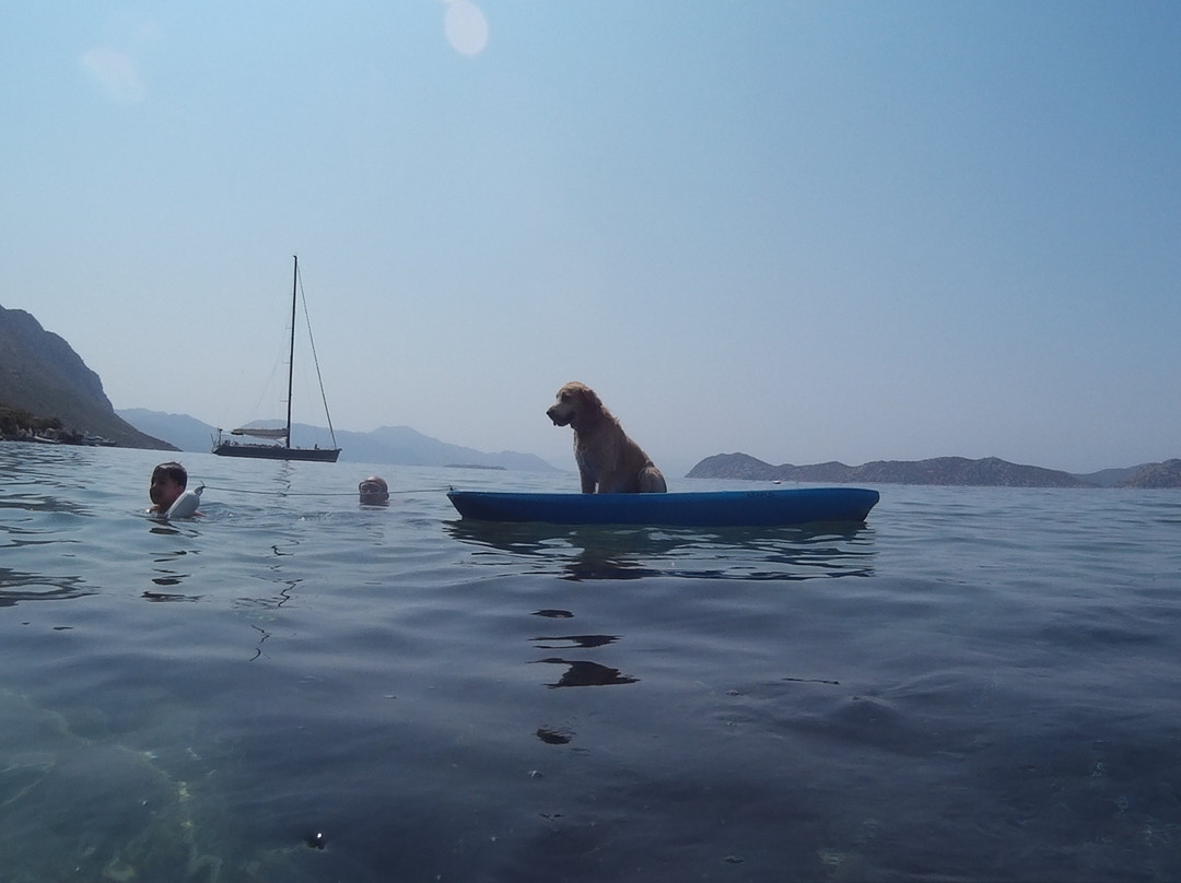 Mavi Akvaryum Otel主图