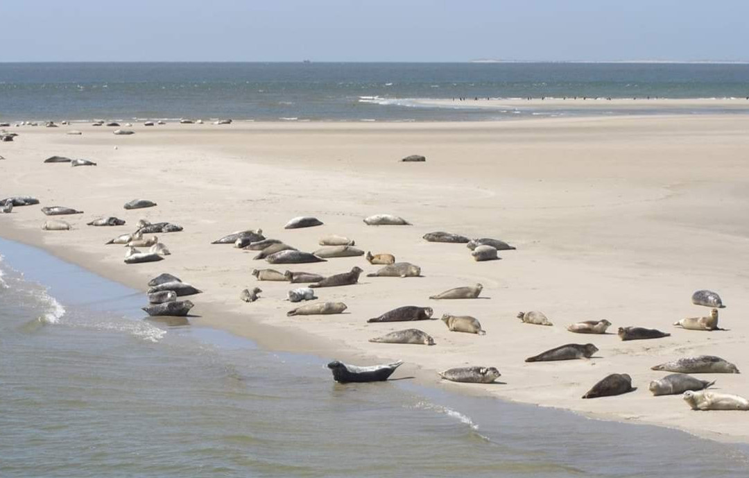 Seehundbank auf Borkum-Borkum必去景点