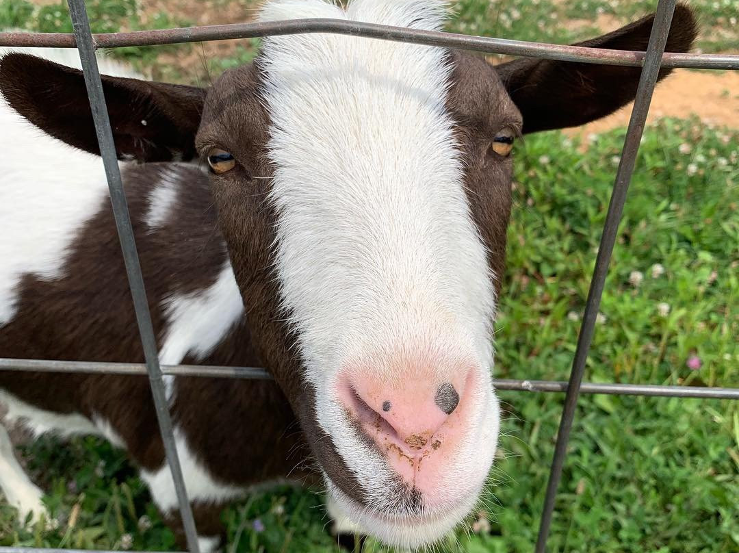 Yutzy's Farm Market-Plain City必去景点